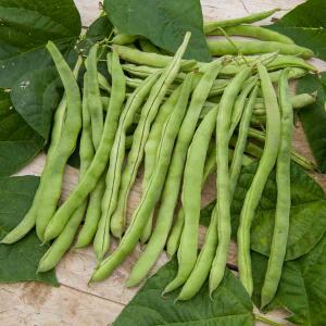 Haricot Grimpant Vert Neckarkönigin - 10 m - BIO